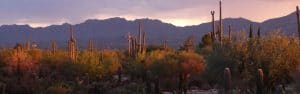 Tucson Arizona desert landscape image